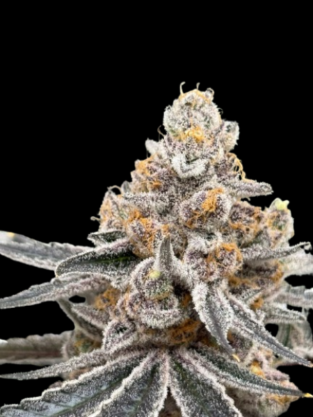 AK 47
